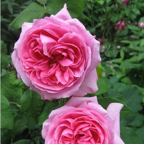 Gärtnerei - Rosa Madame Knorr - rosa - portlandrosen - stark duftend - Victor Verdier - Ihre vollgefüllten, duftenden Blüten sind blassrose mit dunklerem Zentrum.